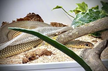 Colubrids kaufen und verkaufen Photo: 0.1 Dolichophis caspius (NZ 2018) Colubrids kaufen und verkaufen Photo: 0.1 Dolichophis caspius (NZ 2018)