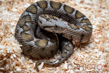 Giftschlangen kaufen und verkaufen Foto: 1.1 Montivipera xanthina NZ 2024 (Lykien) Giftschlangen kaufen und verkaufen Foto: 1.1 Montivipera xanthina NZ 2024 (Lykien)