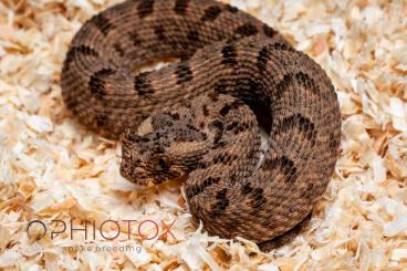 Giftschlangen kaufen und verkaufen Foto: Bitis cornuta (Port Nolloth) – NZ 2025 abgabebereit Giftschlangen kaufen und verkaufen Foto: Bitis cornuta (Port Nolloth) – NZ 2025 abgabebereit