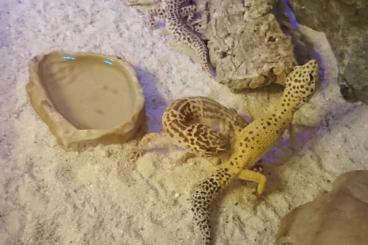 Geckos kaufen und verkaufen Photo: Terrarium komplett Ausgestatet inkl. 5 Leopardgeckos