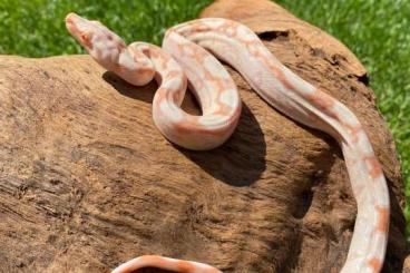 Schlangen kaufen und verkaufen Foto: Boa constrictor imperator- Nachzucht + adulte 