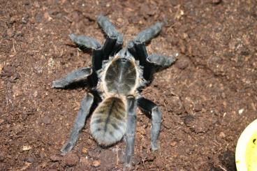 Spiders and Scorpions kaufen und verkaufen Photo: schioedtei rufilata subfusca Malthai cyanognathus versicolor 