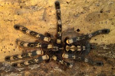 Spiders and Scorpions kaufen und verkaufen Photo: Idiothele Phidippus Ybyrapora Lyrognathus Heteroscodra 
