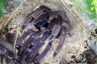 Spiders and Scorpions kaufen und verkaufen Photo: Chilobrachys Ephebopus Lyrognathus Psalmopoeus