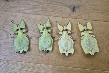 Insects kaufen und verkaufen Photo: Pulchriphyllium giganteum adult Insects kaufen und verkaufen Photo: Pulchriphyllium giganteum adult