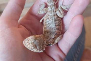 Bearded dragons kaufen und verkaufen Photo: Schöne bunte Babybartagamen  für 30Euro zu verkaufen 