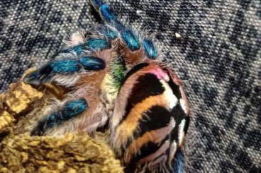 Vogelspinnen kaufen und verkaufen Foto: Poecilotheria metallica , Typhoclaena seladonia, Caribena versicolor 