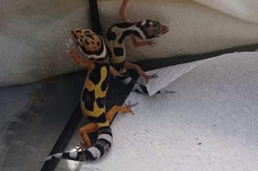 Geckos kaufen und verkaufen Foto: Leopardgecko Nachzucht 21