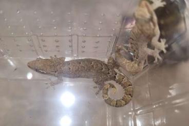 Geckos kaufen und verkaufen Foto: Biete 0.0.X lepidodactylus lugubris=jungferngeckos 