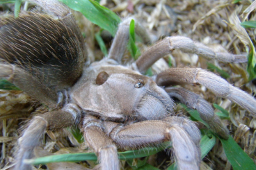 - bird spiders kaufen und verkaufen Photo: Searching for Sphaerobothria hoffmanni