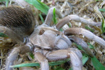 Vogelspinnen kaufen und verkaufen Foto: Searching for Sphaerobothria hoffmanni