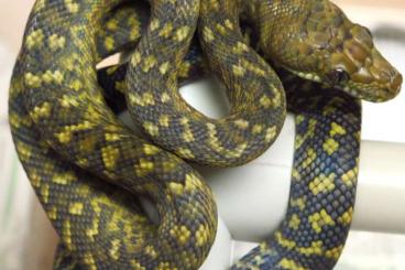 Snakes kaufen und verkaufen Photo: Morelia, Corallus, Simalia...