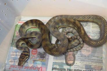 Snakes kaufen und verkaufen Photo: Apodora papuana and others