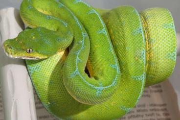 Pythons kaufen und verkaufen Foto: Morelia viridis  for sale: