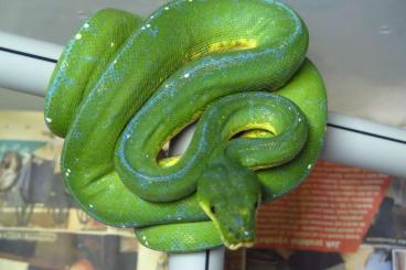 Snakes kaufen und verkaufen Photo: 0,0,1 Morelia viridis Wamena - 1200,- - SOLD Snakes kaufen und verkaufen Photo: 0,0,1 Morelia viridis Wamena - 1200,- - SOLD
