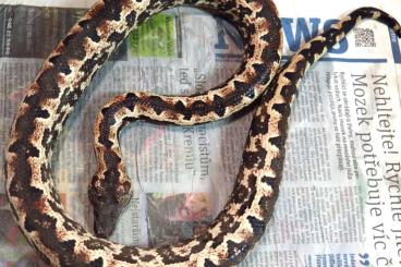 Boas kaufen und verkaufen Foto: Candoia paulsoni tasmai - Halmahera Tree Boa Boas kaufen und verkaufen Foto: Candoia paulsoni tasmai - Halmahera Tree Boa