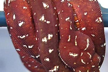 Pythons kaufen und verkaufen Photo: Morelia viridis  - locality crossing