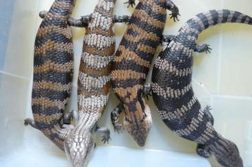 Monitor lizards kaufen und verkaufen Photo: Available for Hamm /Houten: