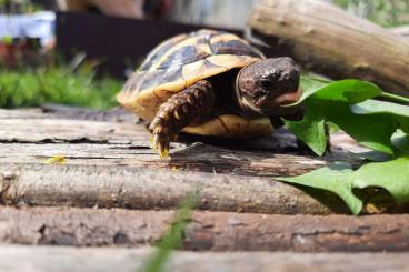 Tortoises kaufen und verkaufen Photo: Griechische Landschildkröte thb (testudo hermanni boettgeri) 2019