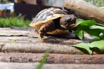 Landschildkröten kaufen und verkaufen Foto: Griechische Landschildkröte thb (testudo hermanni boettgeri) 2019