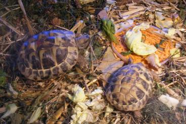 Schildkröten  kaufen und verkaufen Foto: Nachzucht griech. Landschildkröten 20/21/22
