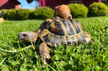 Landschildkröten kaufen und verkaufen Foto: Griechische Landschildkröte männlich 