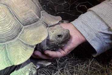 Landschildkröten kaufen und verkaufen Foto: Sulcata Spornschildkröte sucht ein neues Zuhause