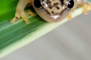 frogs kaufen und verkaufen Photo: Heterixalus alboguttatus (Starry Night reed frog)