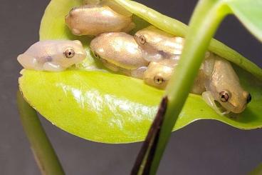 Frösche  kaufen und verkaufen Foto: Heterixalus alboguttatus (Starry Night reed frog)