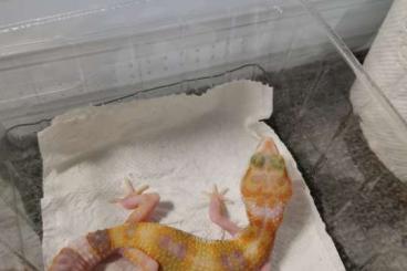 Geckos kaufen und verkaufen Foto: Junge Leopardgecko Weibchen