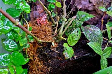 Pfeilgiftfrösche kaufen und verkaufen Foto: Terrarium inklusive Epidobates Anthonies 