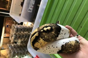 Snakes kaufen und verkaufen Photo: Verkaufe Königspython 1.0