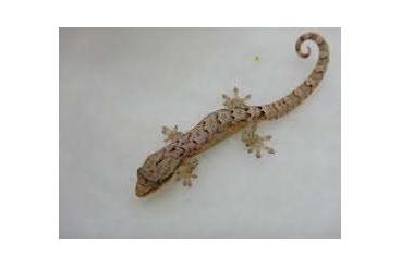 Geckos kaufen und verkaufen Photo: Lepidodactylus lugubris / Jungferngeckos