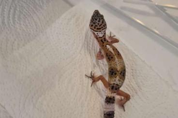 Geckos kaufen und verkaufen Foto: Leopardgeckos NZ21, 0.1  Weibchen 
