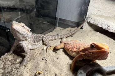 Bearded dragons kaufen und verkaufen Photo: Biete Bartagamen mit Terrarium an. (red und White