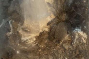 Vogelspinnen kaufen und verkaufen Foto: M. Balfouri 0.0.1 abzugeben