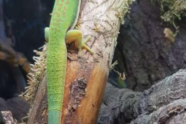 Geckos kaufen und verkaufen Foto: Phelsuma quadriocellata 0.0.6 