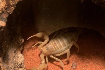 Skorpione kaufen und verkaufen Foto: Androctonus australis SKORPION Jungtiere 