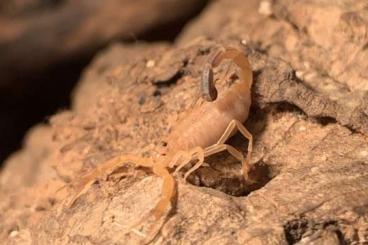 Spinnen und Skorpione kaufen und verkaufen Foto: Androctonus Australia Skorpion Jungtiere 
