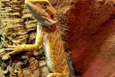 Bearded dragons kaufen und verkaufen Photo: Bartagamen 6 Wochen alt !