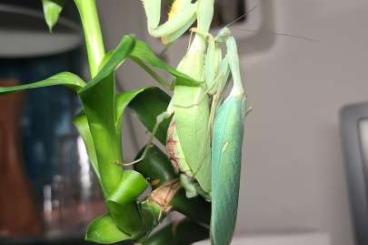 Insekten kaufen und verkaufen Foto: Sphodromantis sp. Nachzuchten