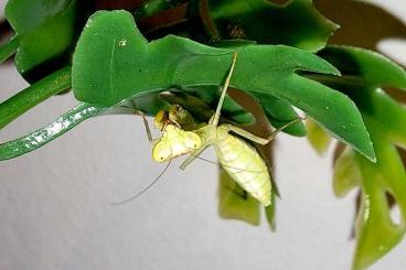 Insekten kaufen und verkaufen Foto: Stagmatoptera biocellata Nachzuchten