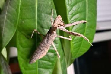 Insekten kaufen und verkaufen Foto: Pnigomantis medioconstricta (Doppelschildmantis)