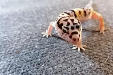 Geckos kaufen und verkaufen Foto: Leopardgecko männlich sucht neues Heim