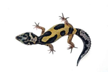 Geckos kaufen und verkaufen Foto: Leopardgecko 0.0.1 aus 2022