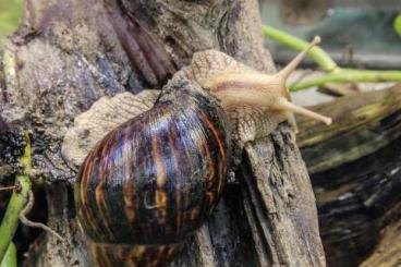 Schnecken kaufen und verkaufen Foto: Achatschnecken Info, Terrarien, Haltung etc