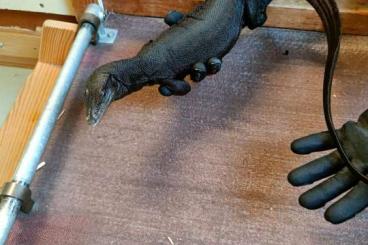 Warane kaufen und verkaufen Foto: Varanus salvator / black dragon