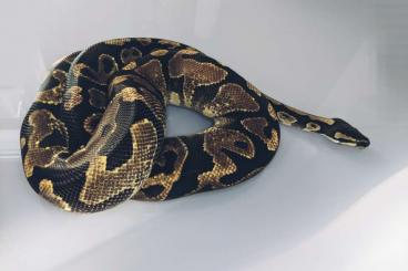 Königspythons kaufen und verkaufen Foto: 1.0 Enchi Yellowbelly 2018