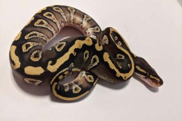 Ball Pythons kaufen und verkaufen Photo: 1.0 Gravel Mojave August 2021