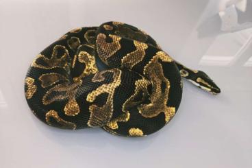 Königspythons kaufen und verkaufen Foto: Echni Yellowbelly 1.0/2016